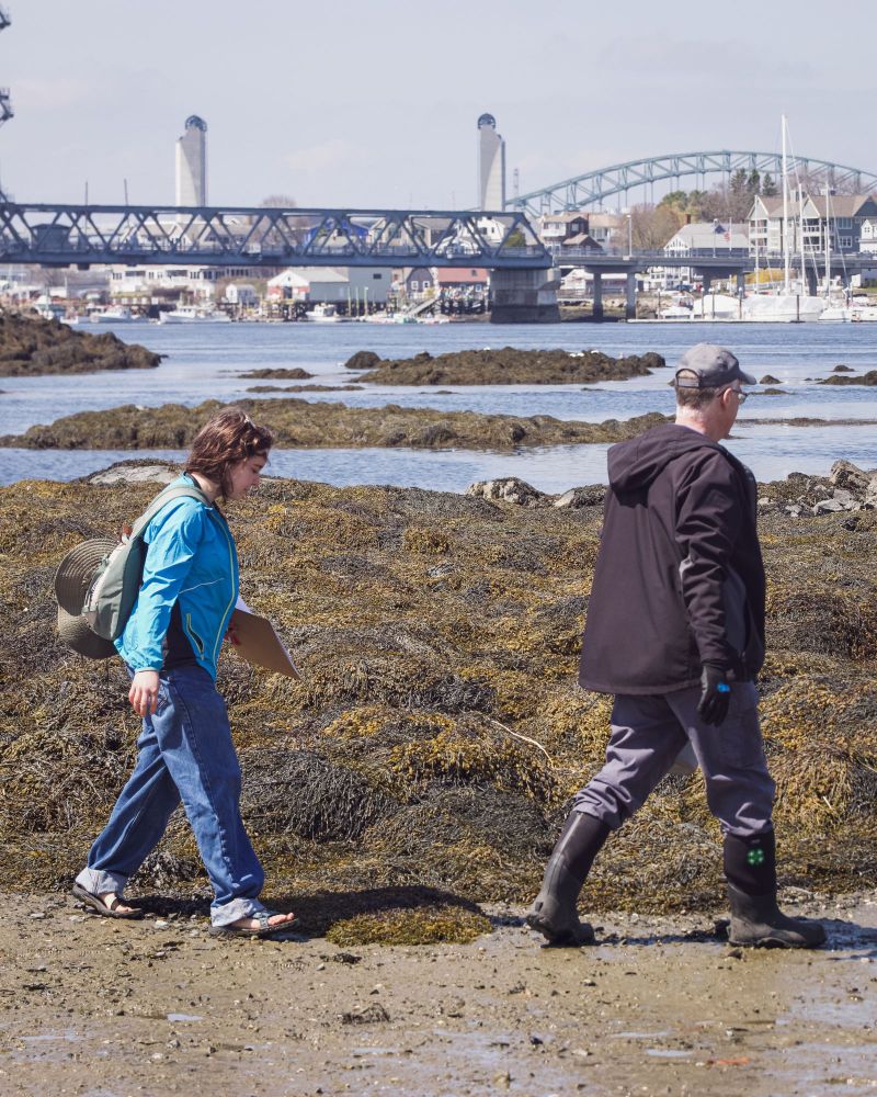 Two volunteers walk along the intertidal zone, with downtown Portsmouth, NH in the background.