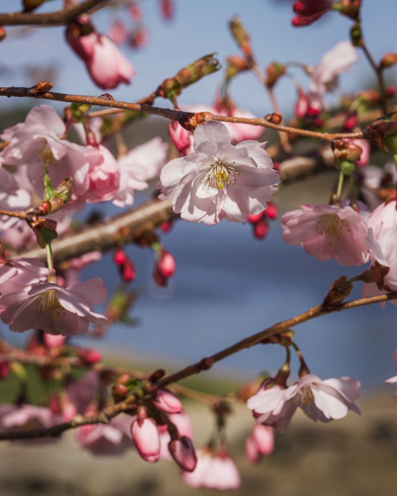 Pink flowers blooming on a tree in the foreground, with the Oyster River in the background. 