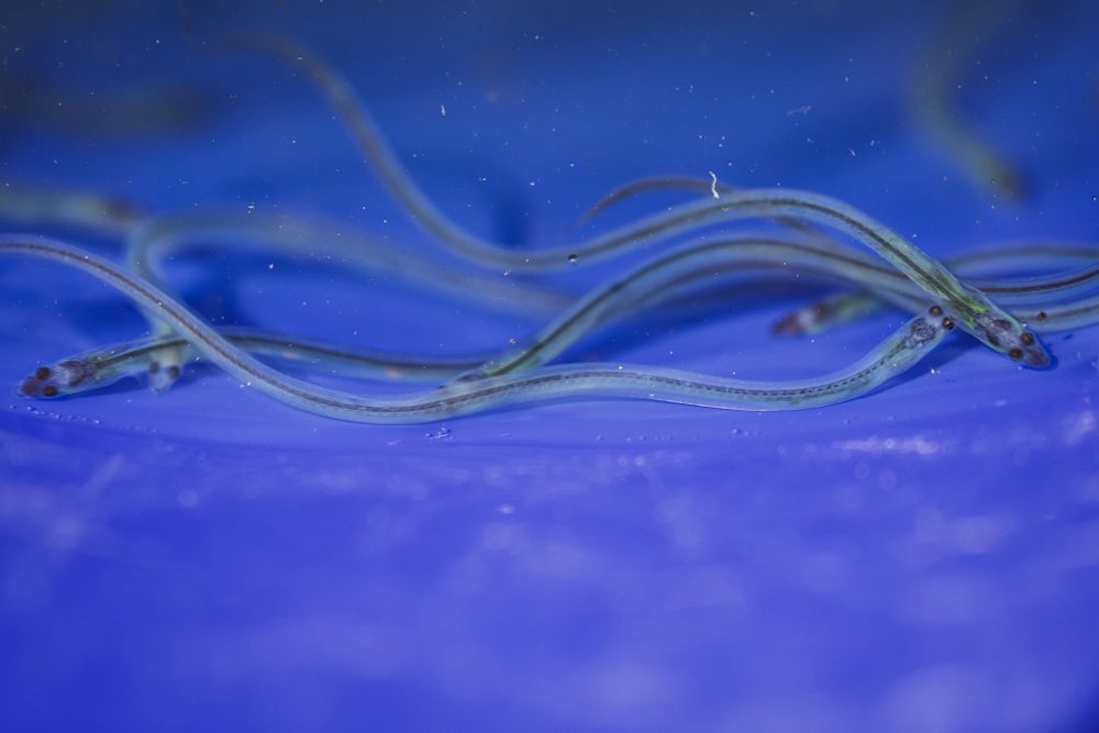 Glass eels swimming in a blue bucket. The eels are entirely transparent in color. 