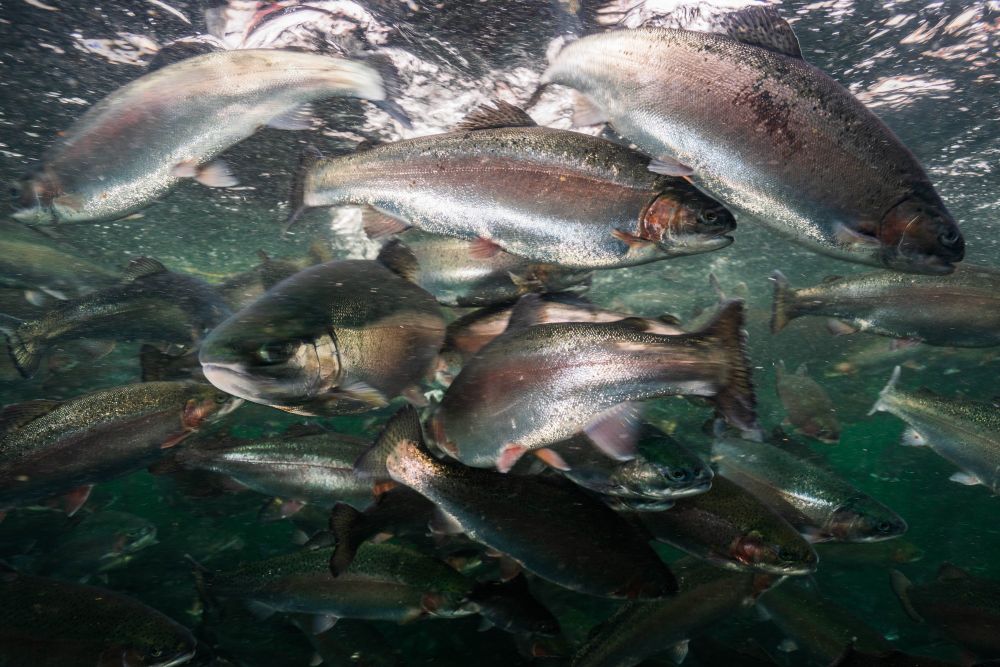A group of trout swimming underwater in an aquaculture operation off of New Hampshire's coast. 