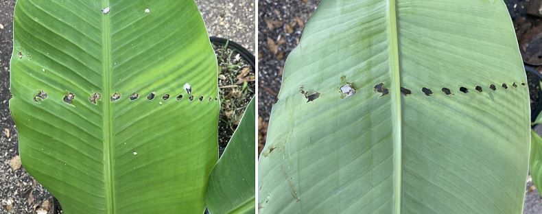Perforated banana tree leaf