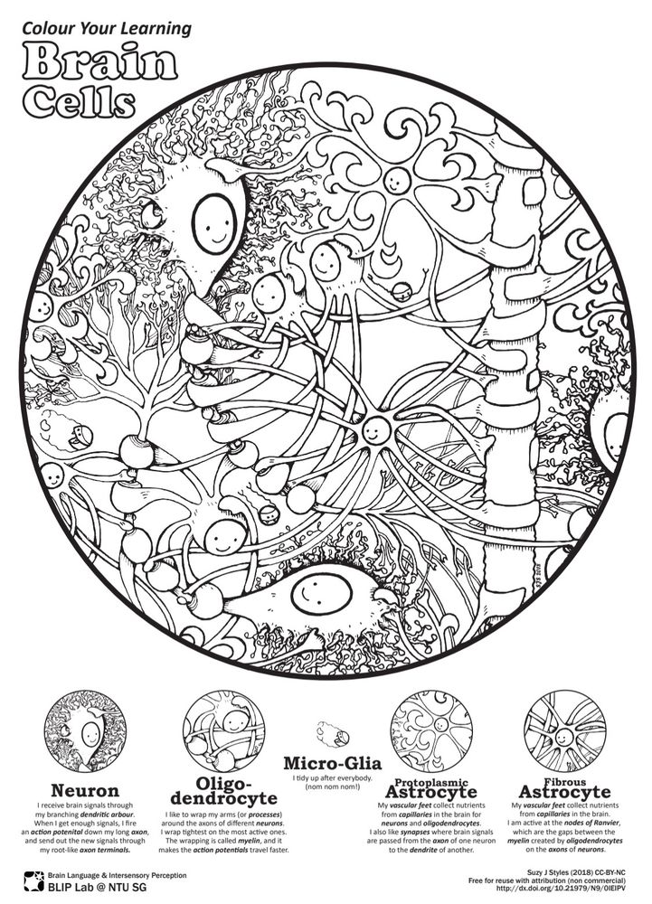 An A4 colouring page with a large central graphic showing cartoons of many different brain cells intertwined in a complex structure, all with happy faces. Title Reads: “Colour your learning: Brain Cells”. Below the main graphic are five small graphics showing the different characters: Neuron, Oligodendrocyte, Micro-glia, Protoplasmic Asyrocyte and Fibrous Astrocyte. Each has a small explainer.