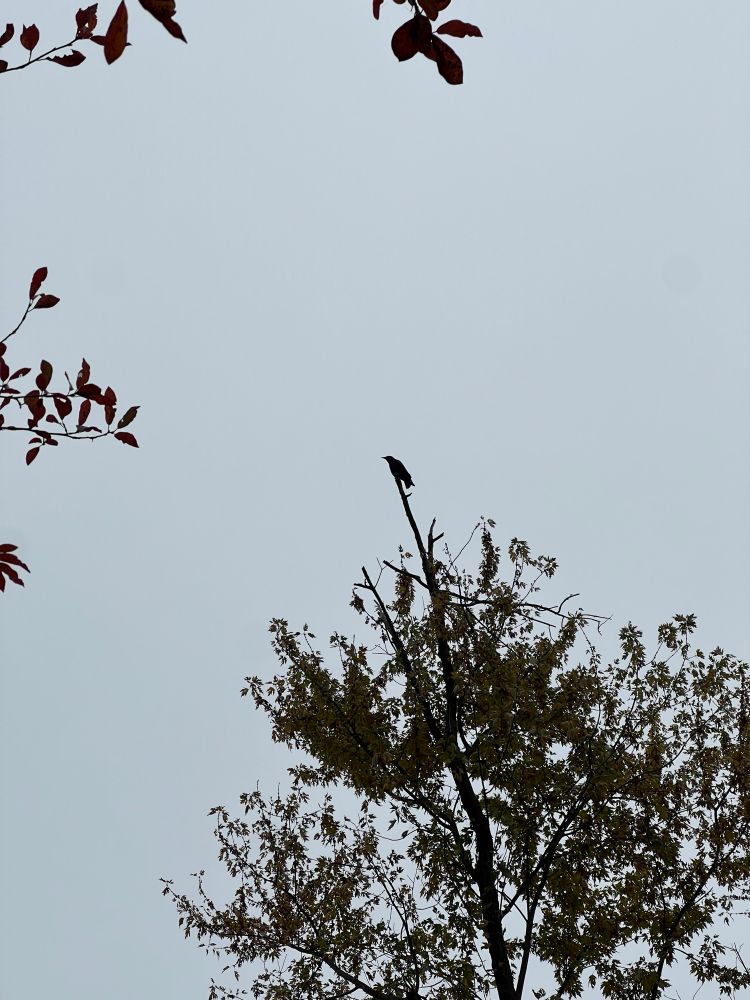 A lone crow perches on a leafless branch on top of a tall tree. It shouts a warning to the other crows that I’m taking the dog on a walk. 