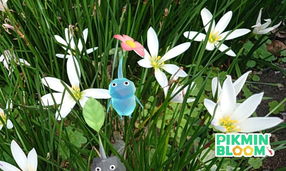 氷ピと葉の細い白い花。岩ピも写ってた。