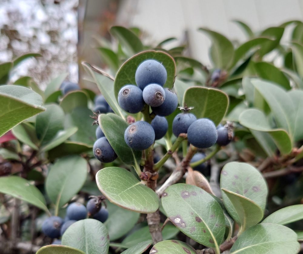 ブルーベリーのような実がいっぱい。お庭の木。かわいい。