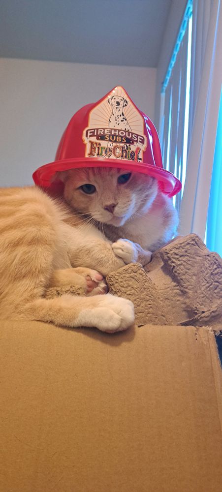 A picture of an orange and white tabby cat laying on a box, with a firehouse sub fire hat on his head.