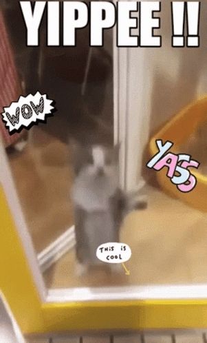 Picture of a cat from a video where they jump up and down with a yippee sound in the background. Text on image: Yippee !!, Wow, yass, this is cool