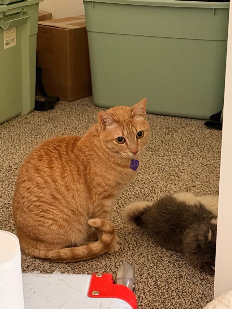 Innocent stare from a cat who was definitely caught trying to shred the plushie again 