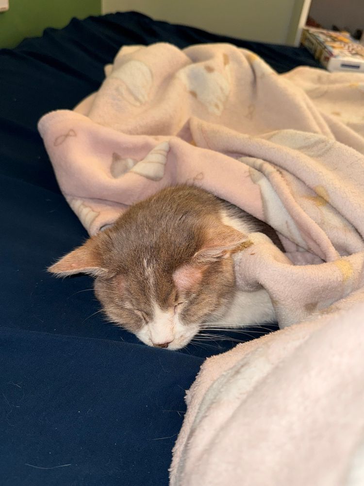 she sleeps under blanket like a little lady 