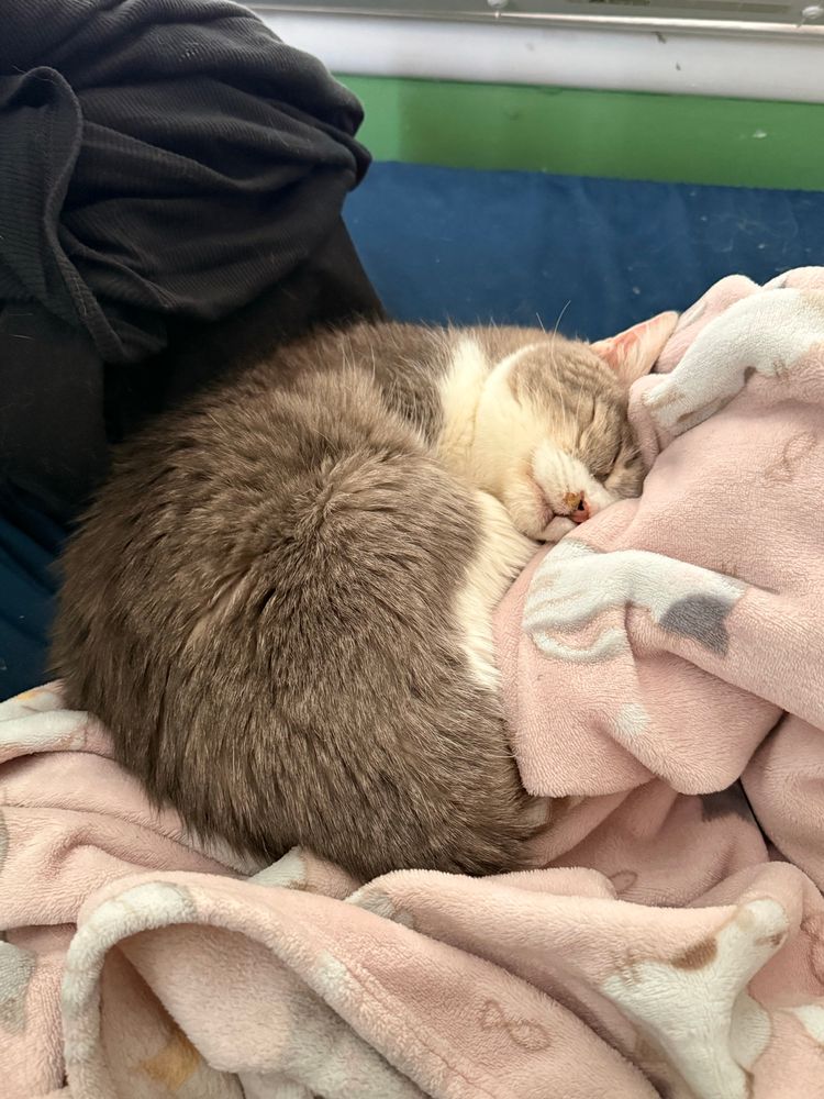Blue and white cat sleeping in a bean shape on many blankets