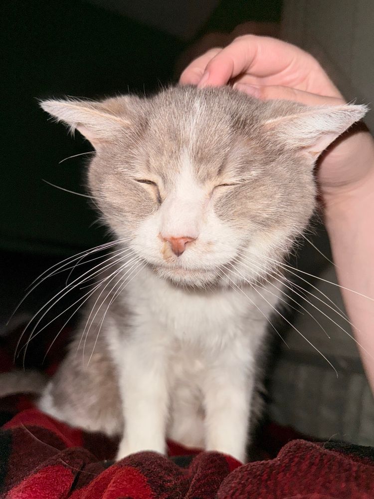 She also looks scrungly and cursed sometimes but is very happy 