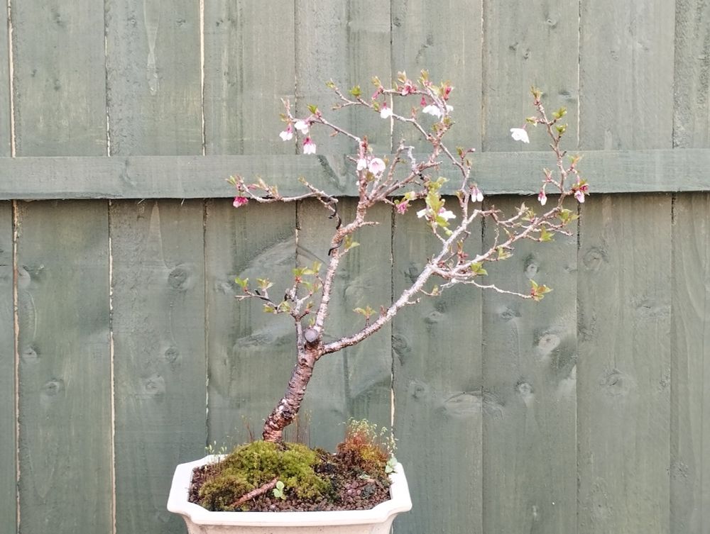 March 2025, not many cherry blossoms but leaves already coming through.