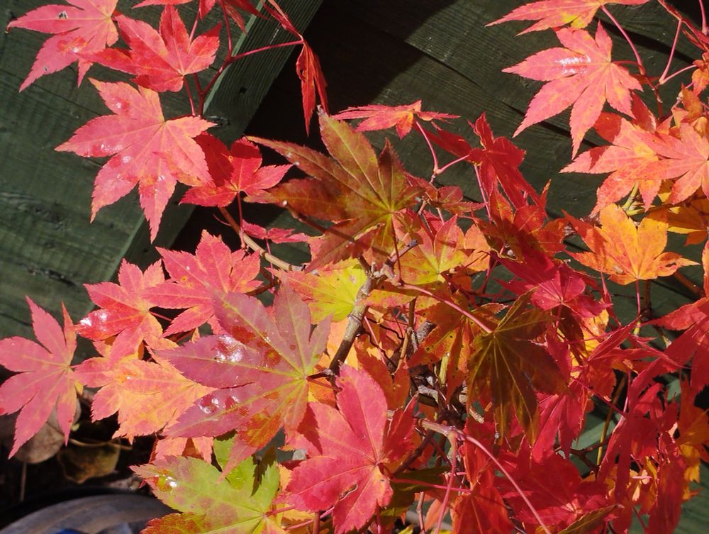 Mountain maple leaves showing green, orange, yellow and red colouring
