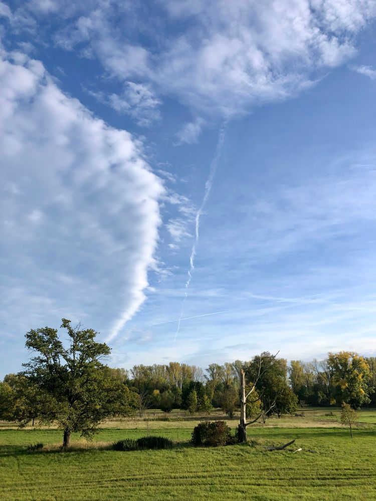 Grüne Wiese, ein Baumskelett und ein grüner Laubbaum, fast vertikal zwischen den beiden geht ein Kondensstreifen und ein Wolkenstreifen nebeneinander nach oben 