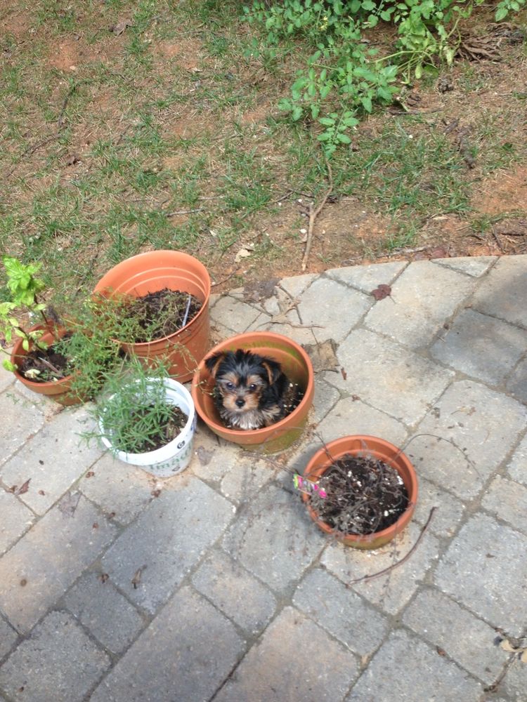Puppy in a flower pot