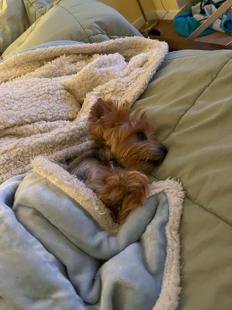 Yorkie dog under a blanket