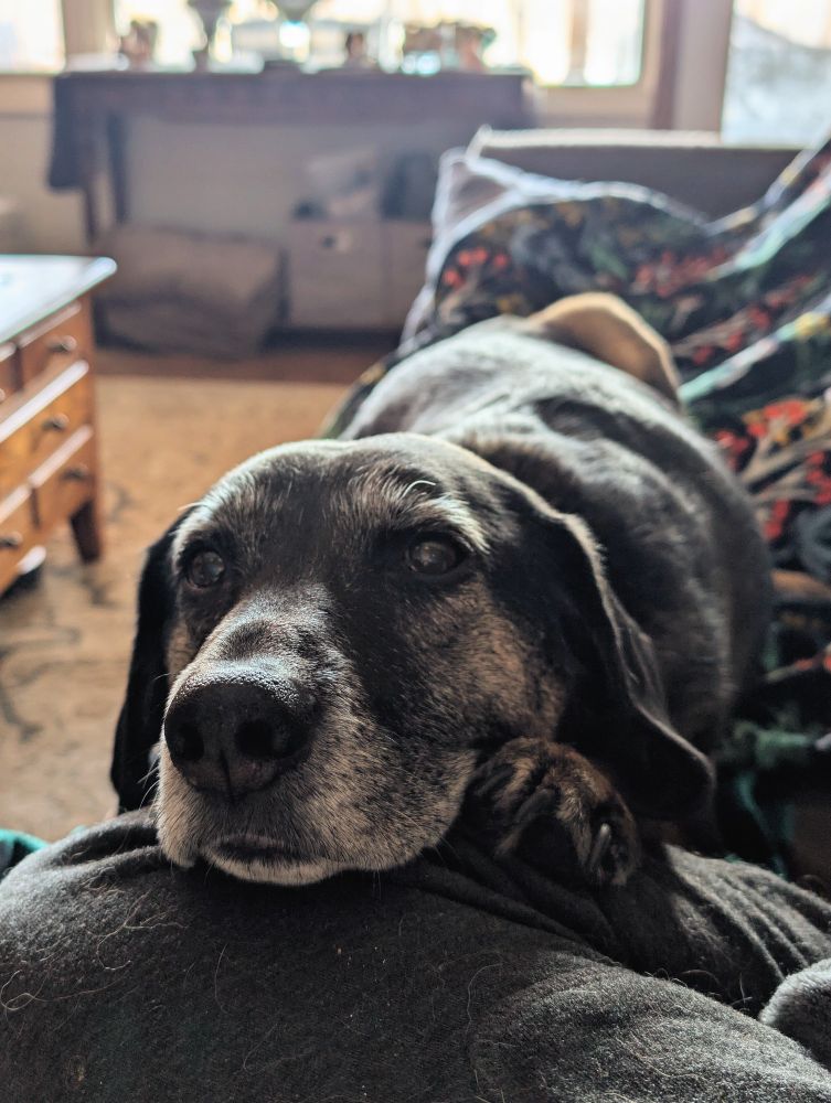 A black and tan hound mix dog rests his head and left paw on a leg in grey sweatpants on a couch.