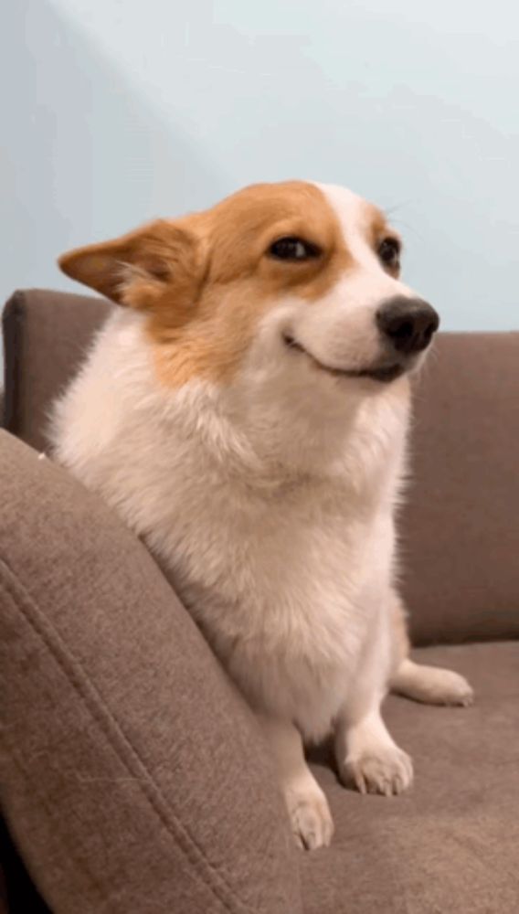 a brown and white dog is sitting on a couch and smiling