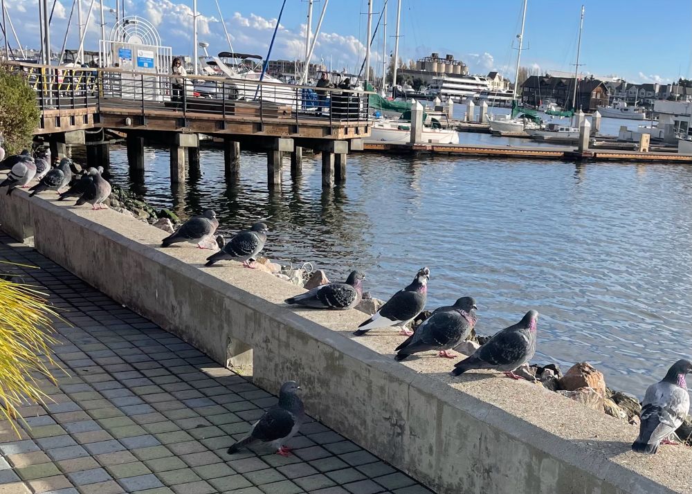 A row of pigeons perched on a concrete barrier, looking out on the bay, seemingly enjoying the view.
