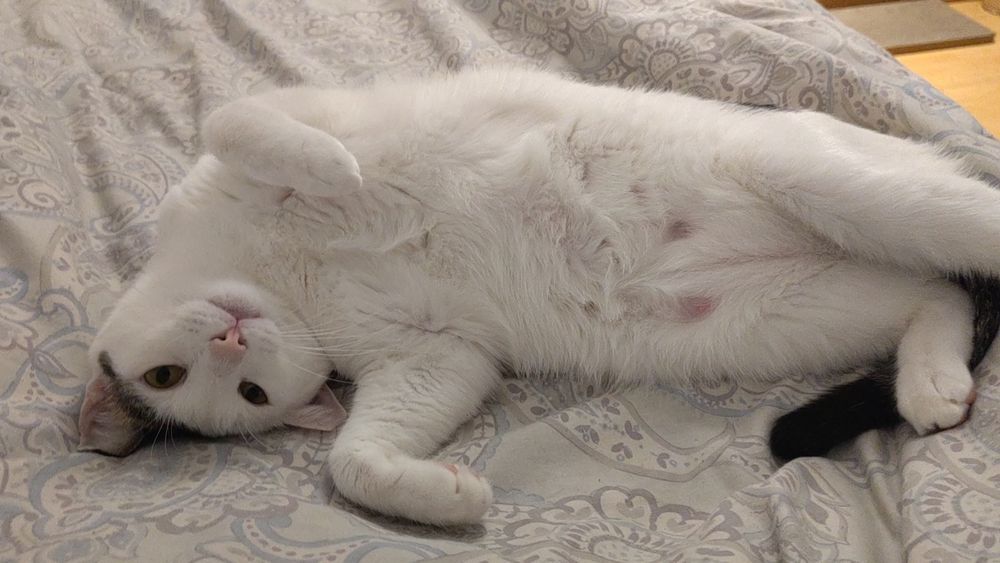 Tito (un gato blanco con manchas) en plan mimoso superadorable