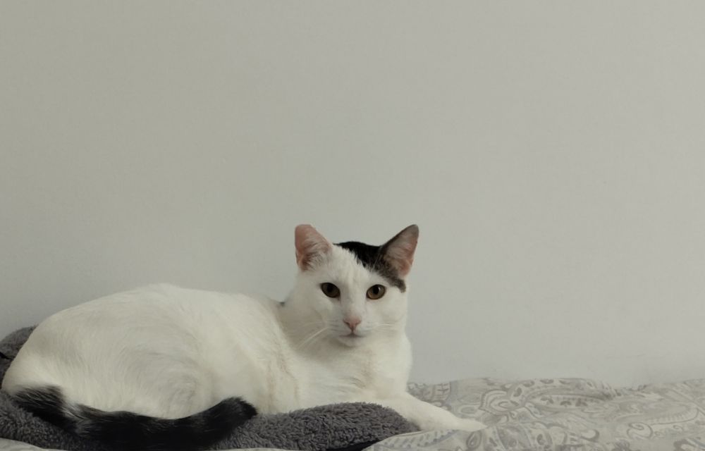 Tito (un michi blaco con manchas negras) con una mirada que es para comerselo XD