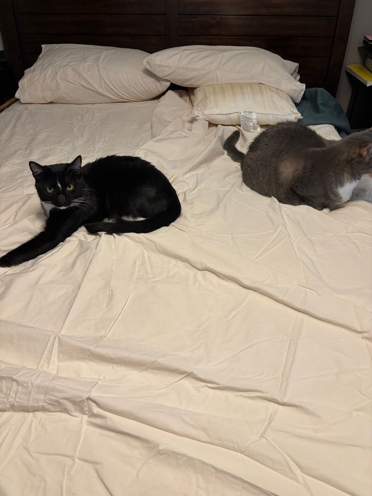 A tuxedo cat and a gray tabby cat lounging on a partially made bed with wrinkly cream-colored sheets.
