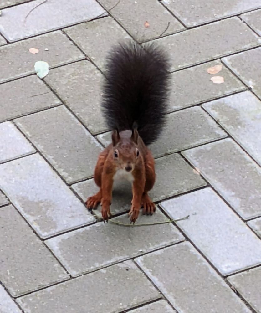 Rotbraunes Eichhörnchen, das nach oben schaut