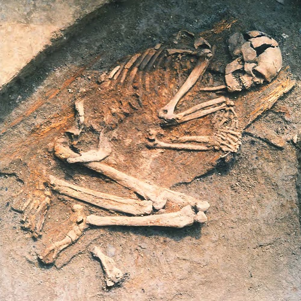 Photo of the skeletal remains of a man buried about 8000 years ago in Turkey (Photo credit: JACOB ROODENBERG)