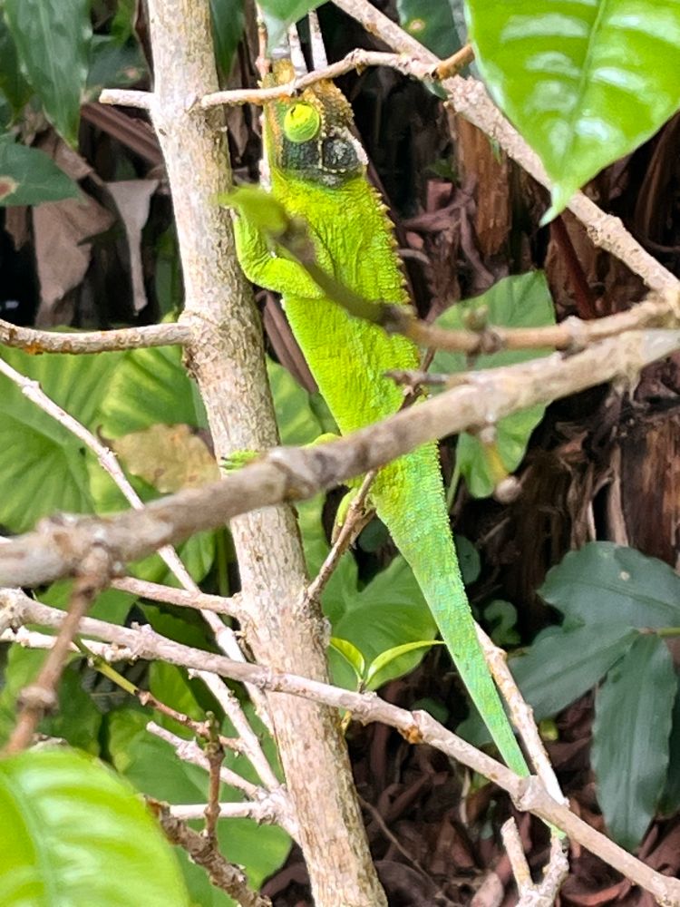 Male Jackson’s Chameleon climbing a coffee tree