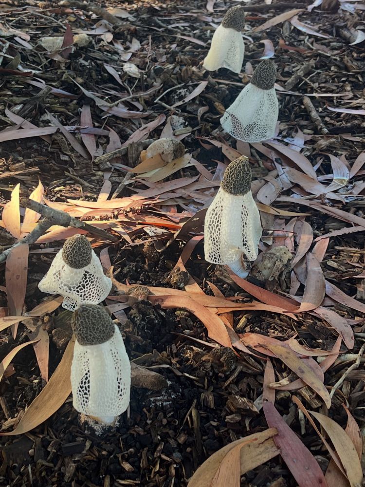 Bridal veil mushrooms
