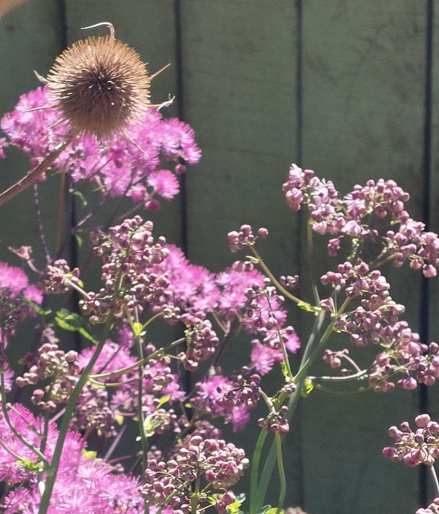 Different lilac flower hues against a green fence with a single teasel in the foreground.