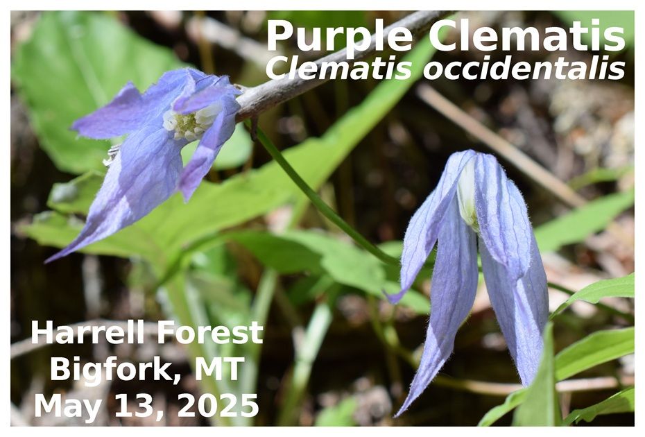 Purple Clematis
Clematis occidentalis
Harrell Forest
Bigfork, MT
May 13, 2025
#wildflowers #nature #photography #nativespecies #plants
#harrellforest #bigforkmt #flatheadmt #montana #flatheadlandtrust
#Plantae #Anthophyta #Dicotyledoneae #Ranunculales #Ranunculaceae #Clematis #occidentalis