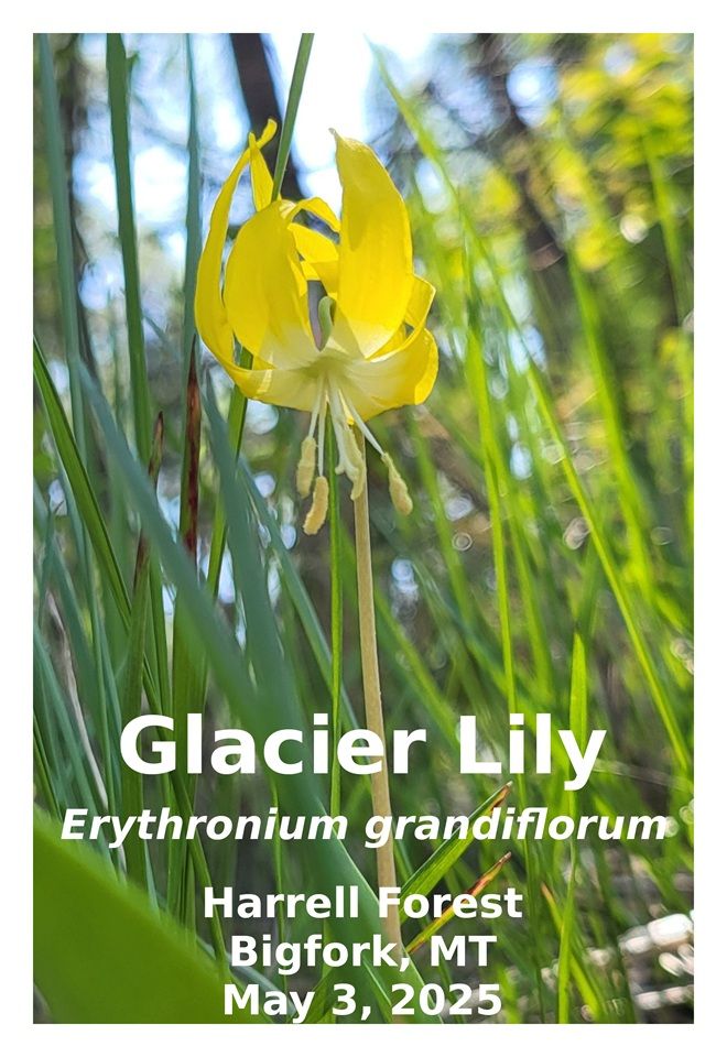 Glacier Lily
Erythronium grandiflorum
Harrell Forest
Bigfork, MT
May 3, 2025
#wildflower #nativeplant #nativespecies #lily #glacierlily
#harrellforest #flatheadlandtrust #bigforkmt #bigfork #montana #photography 
#plantae #anthophyta #monocotyledoneae #liliales #liliaceae #erythronium #grandiflorum