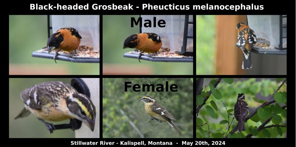 Black-headed Grosbeak - Pheucticus melanocephalus
Stillwater River-Kalispell, Montana - May 20, 2024
#birds #montana #kalispell #pheucticus #flathead #stillwater #photography #nature