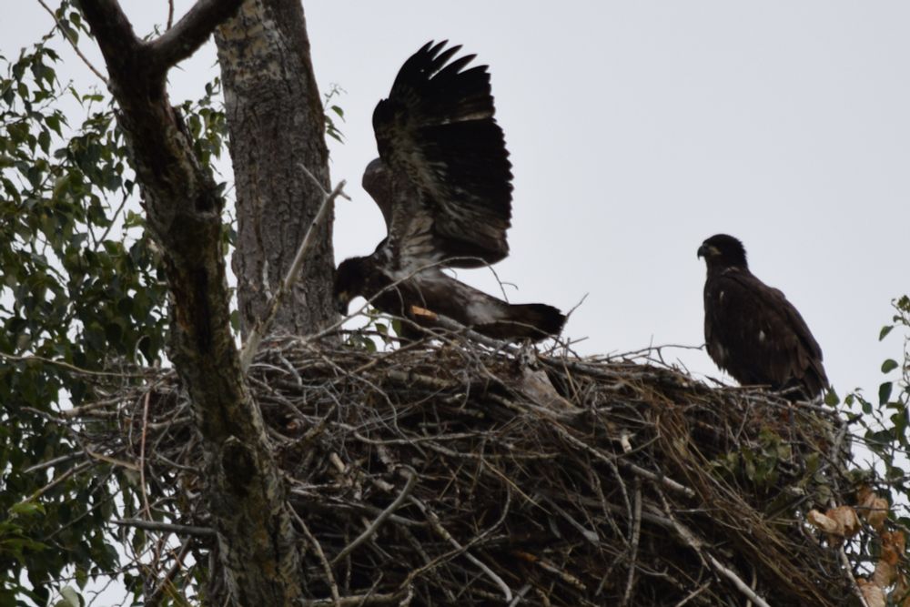 Eaglet pair in nest, getting ready to fledge
Bigfork, MT-June 21st, 2025
Bald Eagle Nesting Pair - Haliaeetus leucocephalus
#birds #eaglet #eagle #bigforkmt #flathead #eaglebend #nature #photography #wildlife #fledge
#Animalia #Craniata #Aves #Accipitriformes #Accipitridae #Haliaeetus #leucocephalus