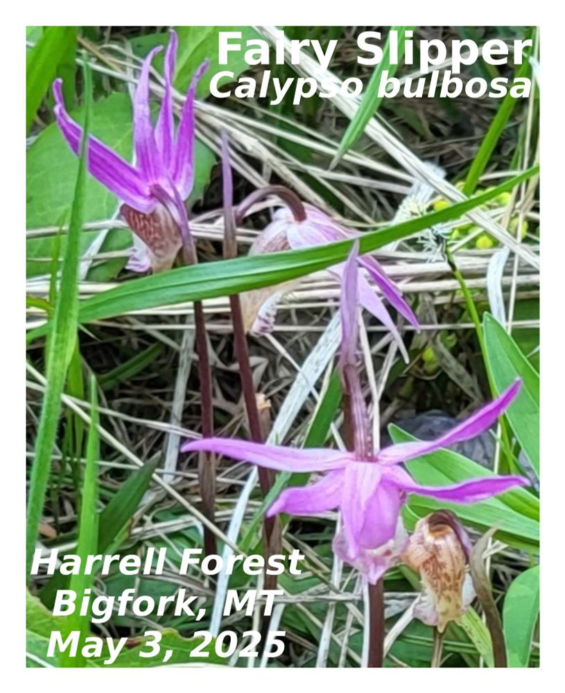 Fairy Slipper
Calypso bulbosa
Harrell Forest
Bigfork, MT
May 3, 2025
#wildflower #nativeplant #nativespecies #orchid #fairyslipper
#bigforkmt #bigfork #montana #photography 
#plantae #anthophyta #monocotyledoneae #orchidales #orchdiaceae #calypso #bulbosa