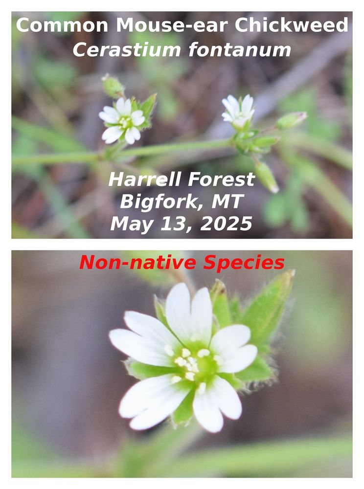 Common Mouse-ear Chickweed
Cerastium fontanum
Harrell Forest-Bigfork, MT-May 13th, 2025
#wildflowers #nature #photography #nonnativespecies
#harrellforest #bigforkmt #flatheadmt #montana #flatheadlandtrust
#Plantae #Anthophyta #Dicotyledoneae #Caryophyllales #Caryophyllaceae #Cerastium #fontanum

General Description
Perennial forming tufts or small mats with pubescent foliage. Stems 10–40 cm long, trailing and rooting at the nodes. Leaves lanceolate to ovate, 1–3 cm long, rarely fascicled. Inflorescence several-flowered with pedicels up to 1 cm. Flowers: sepals 5–7 mm long; petals 4–7 mm long. Capsule 9–13 mm long

Range Comments
Introduced throughout North America and the world

Habitat
Disturbed soil of lawns, trails, streambanks, roadsides; valleys, montane