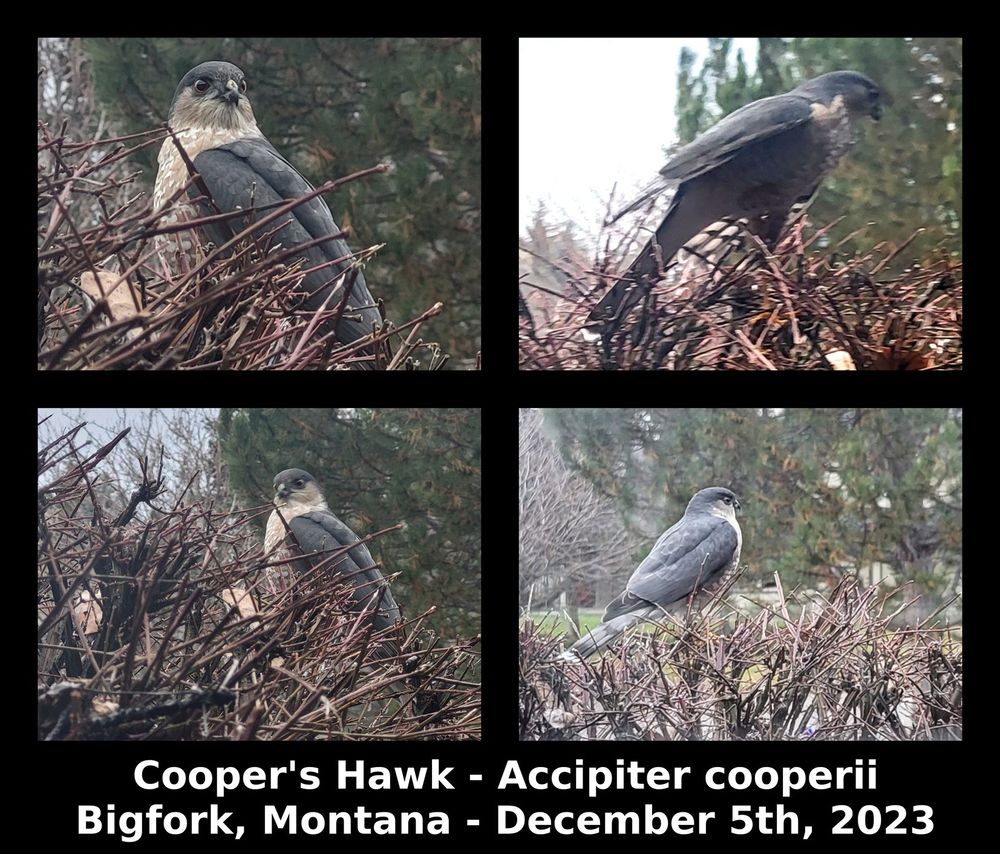 Cooper's Hawk - Accipiter cooperii
Bigfork, Montana - December 5th, 2023
#flathead #birds #bigfork #montana #coopershawk #accipiter
