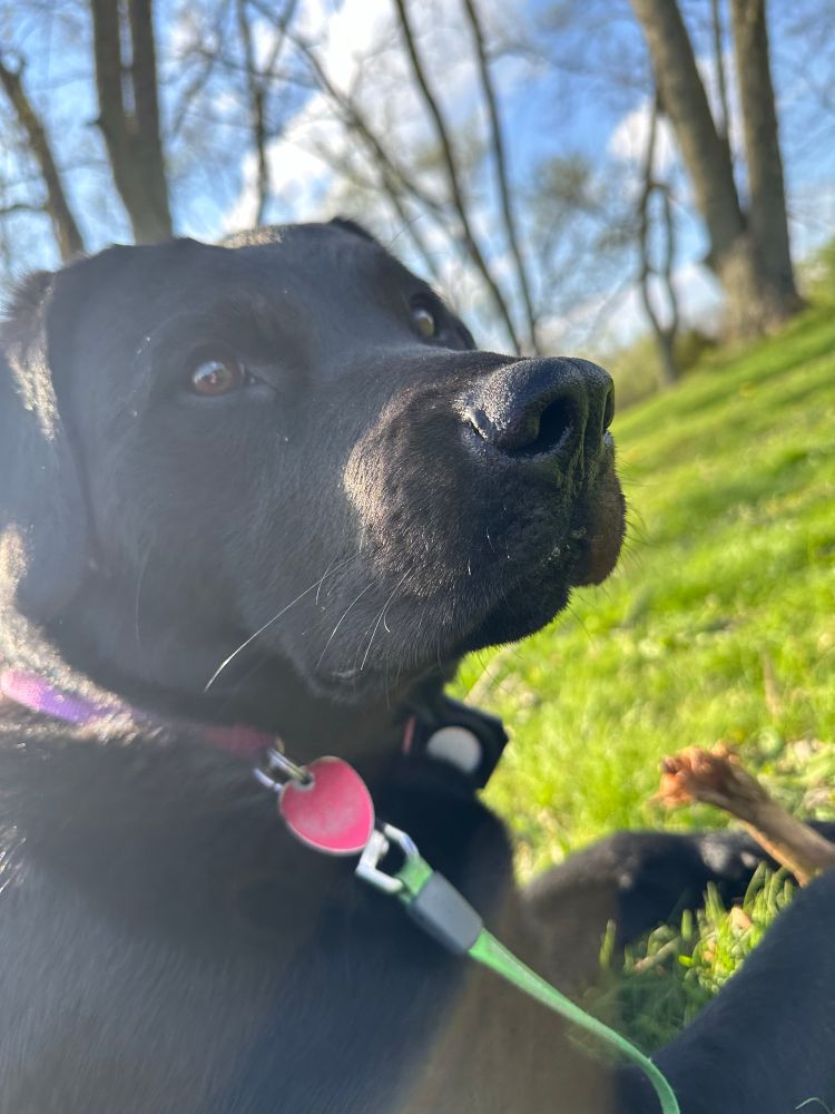 Golden retriever/chocolate lab mix puppy