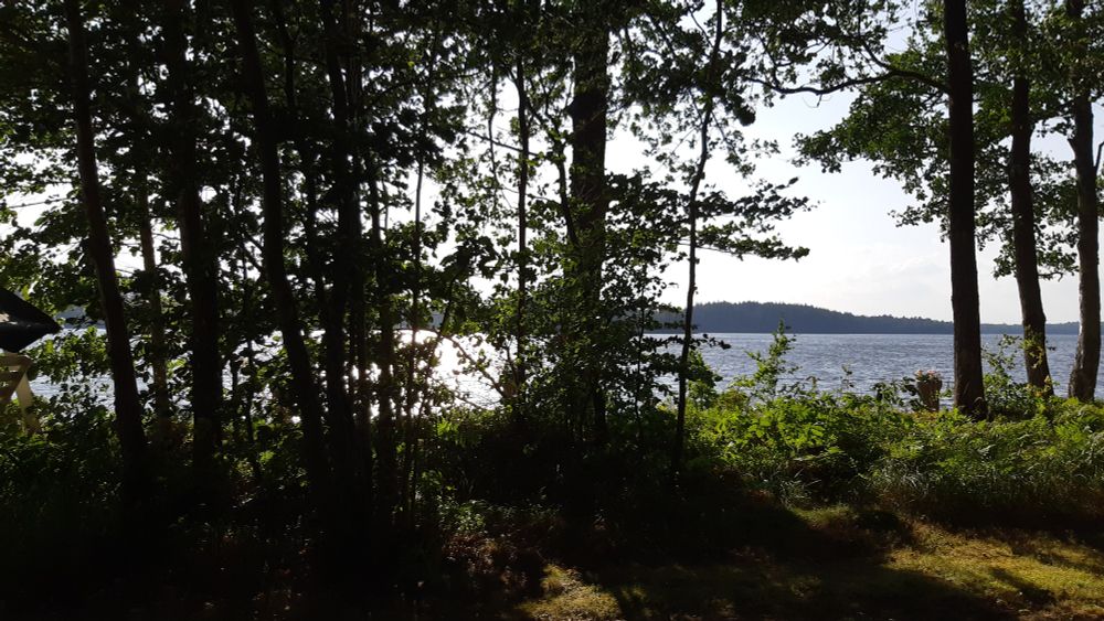 Blick auf den See Åsnen durch diverse Bäume hindurch. Die Sonne spiegelt sich in den leichten Wellen, die Äste und Blätter wiegen sich im Wind.