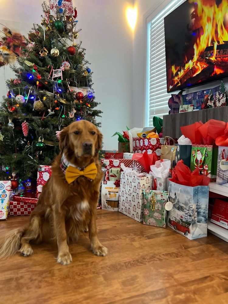Chien Golden Retriever portant un noeud papillon en mode portrait avec un décor de Noël en arrière, sapin et cadeaux