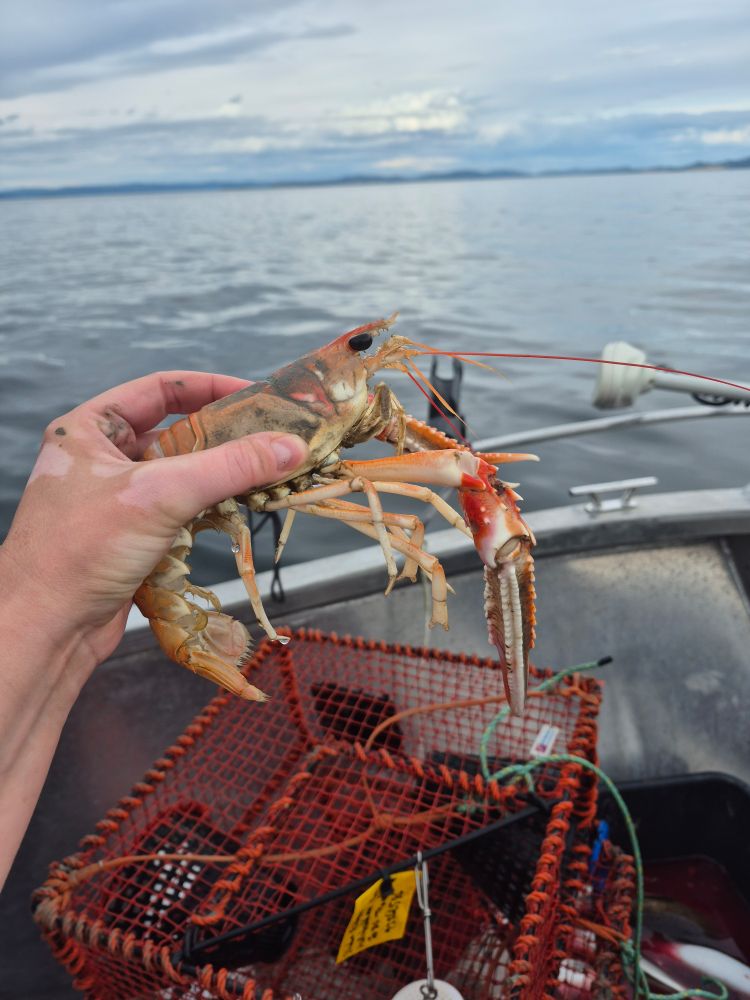 A pic of a Norwegian lobster (aka langustine) caught in one of the pot