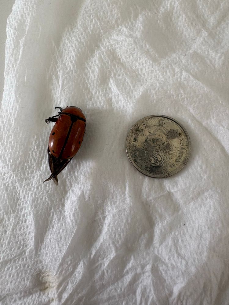 Some type of beetle maybe? Next to a quarter for size reference 