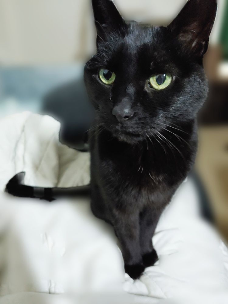 Black cat looking at camera