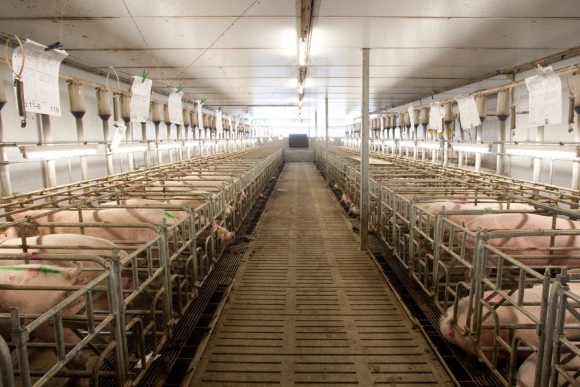Bred and caged in their thousands, in preparation for death. 