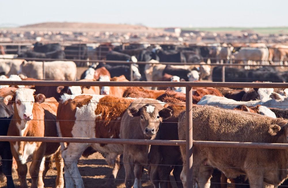 Giant feed lots where thousands of innocent beings are bred specifically for slaughter. 