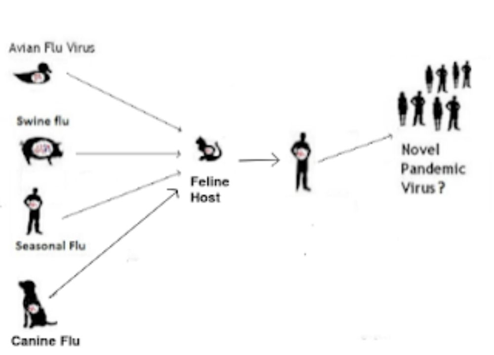 Cats As Potential Vectors/Mixing Vessels for Novel Flu #18,835 While we enjoy the relative lull in HPAI reports during the summer months, th...