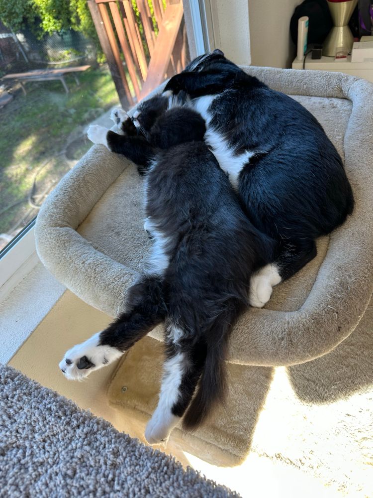 Two tuxedo cats spooning in the sun