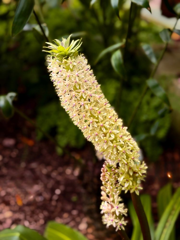 Today’s picture is of a blooming Pineapple Lily. ©️BobSegel