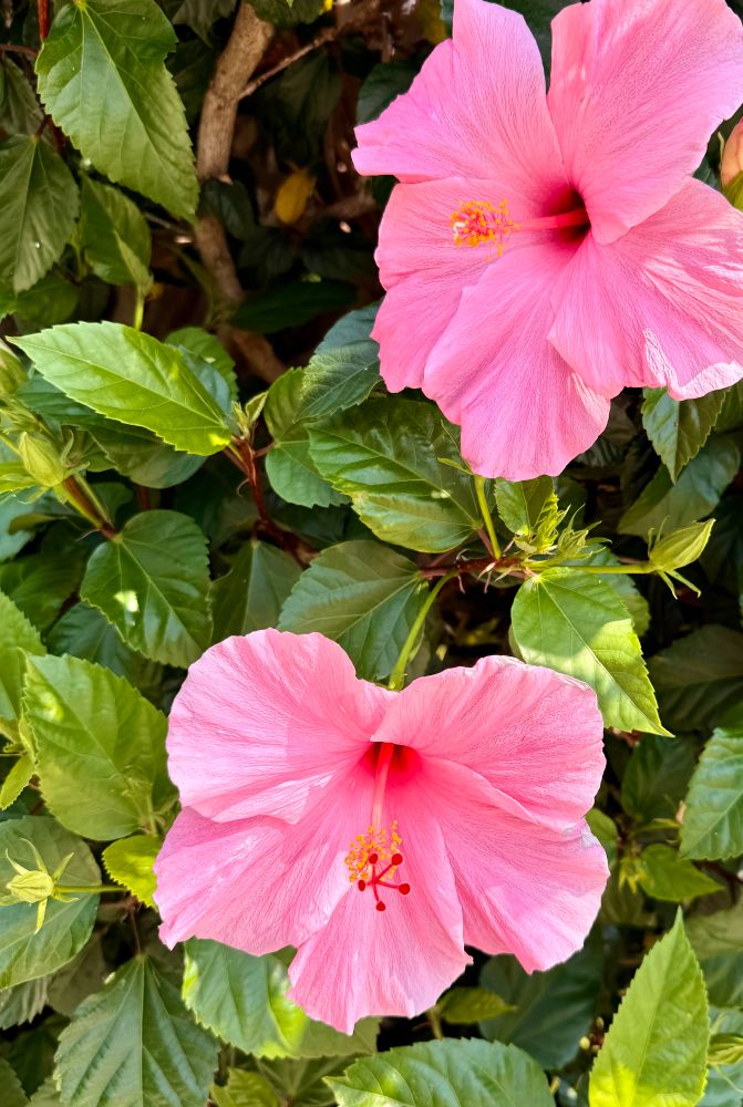 Two pink Hibiscus flowers. ©️BobSegel 